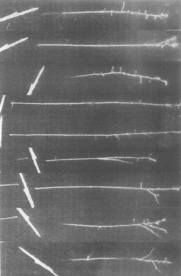 Cf252 fission tracks, showing branching