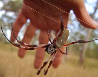 Golden Orb Web Spider