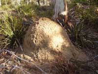 a termite mound