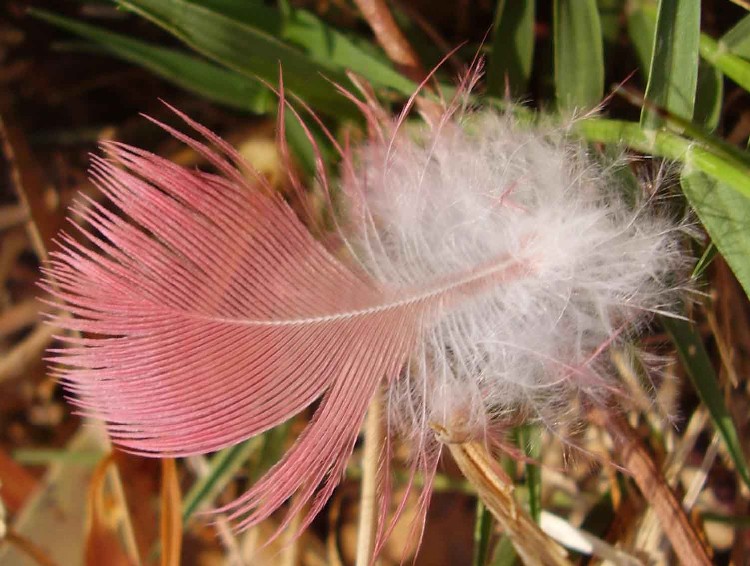 Feather found alongside the Lodden river, Goldfields VIC