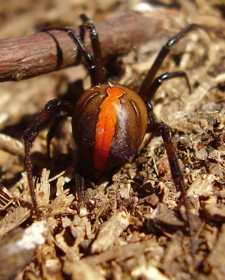 A large Redback Spider