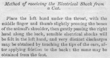 Method of receiving the Electrical Shock from a Cat